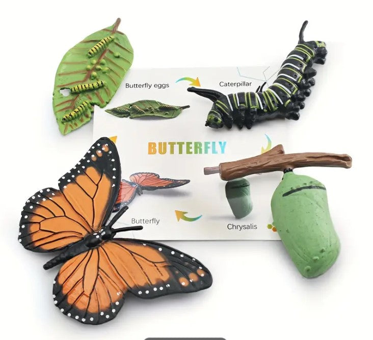 Butterfly Towne Cycle Life Cycle Butterfly – The Canterbury Playcentre Shop
