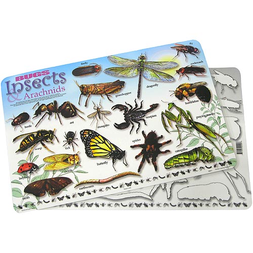 Bugs & Insects Placemat - Painless Learning Placemat – The Canterbury ...